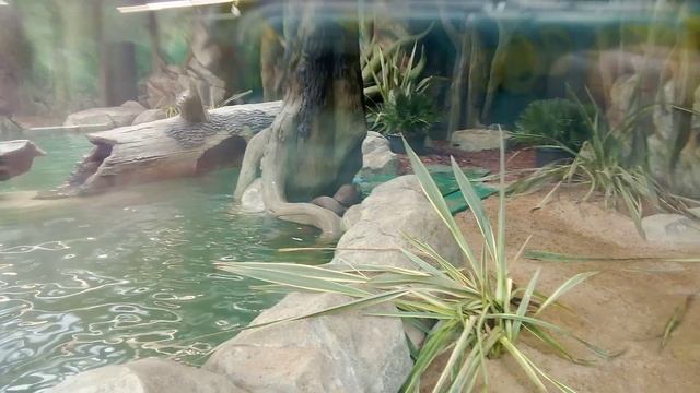 Московский зоопарк. Гигантская выдра.