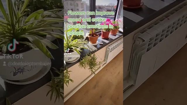 #комнатныецветы #георгин #гулдор #болмогулдору #декабр смотреть онлайн