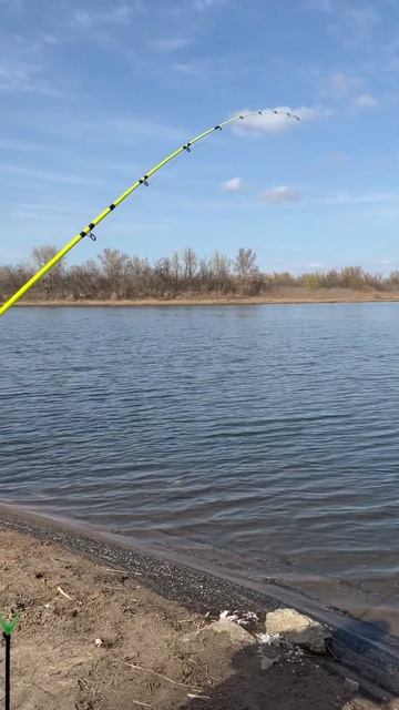 Вот такой пузан попался на крючок 🔜 #fishing #shortvideo #shorts смотреть онлайн