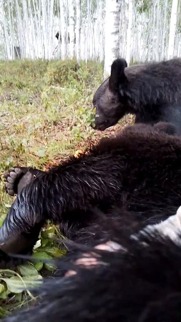 У Буржуя есть барабан. #медведь смотреть онлайн