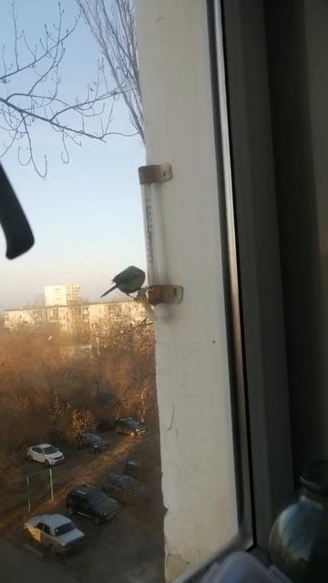 Синички едят сало. смотреть онлайн