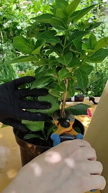 Черенкую гортензию Мэджикал Революшн смотреть онлайн