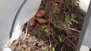 Когда открывать ежевику весной