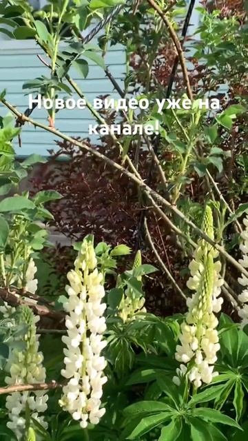 Люпины и не только!#шортс#shorts#люпин#люпины#ryssiangardening смотреть онлайн