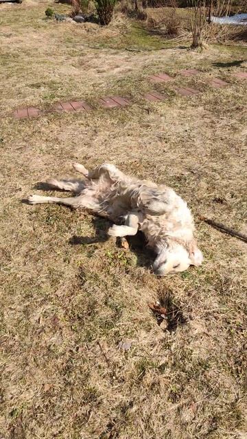 Грета вытирается после купания! #Shorts смотреть онлайн