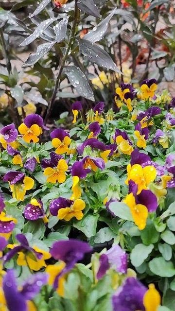 Секрет нежности: фиалки и альстромерия (A secret of softness: viol