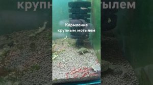Крупный мотыль для карликовых лягушек. Едят с удоволь?