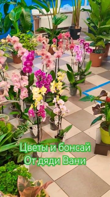 Комнатные растения со всего мира!!! Цветы и Бонсай +7910009 смотреть онлайн