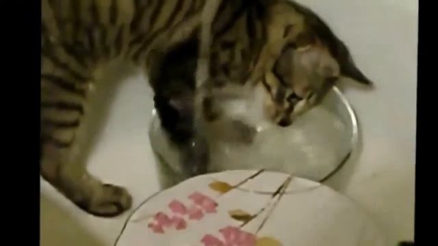 СМЕШНЫЕ СОБАКИ Самые СМЕШНЫЕ приколы с СОБАКАМИ смотреть онлайн