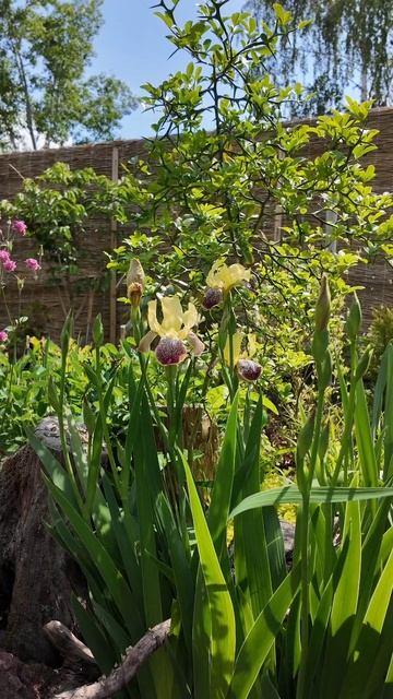 В нашем саду цветут ирисы !