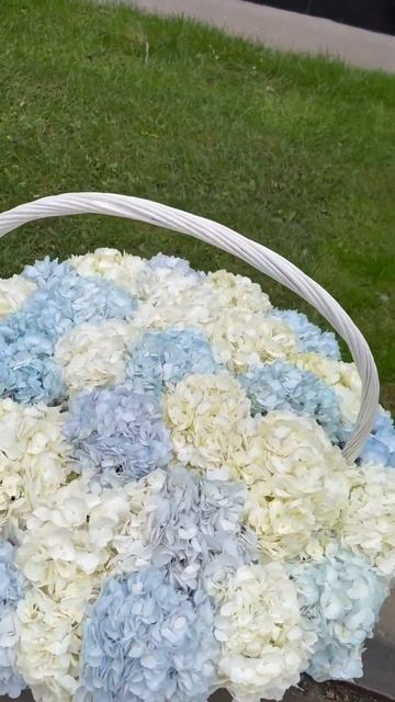 Гортензия в корзине 😍 +79998740434 смотреть онлайн