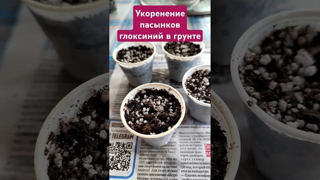 Укоренение пасынков глоксиний в грунте смотреть онлайн