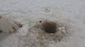 Рыбалка в Северодвинске. КОРЮШКА, НАВАГА #рыбалка #fish