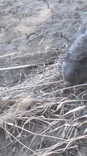 ЭТОТ ЗВЕРЬ НЕ БОИТСЯ НИКОГО! #охота смотреть онлайн