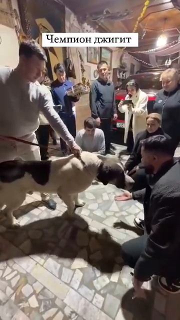 Джигит и Роза Зергерли, хозяйка - Цуцык. смотреть онлайн