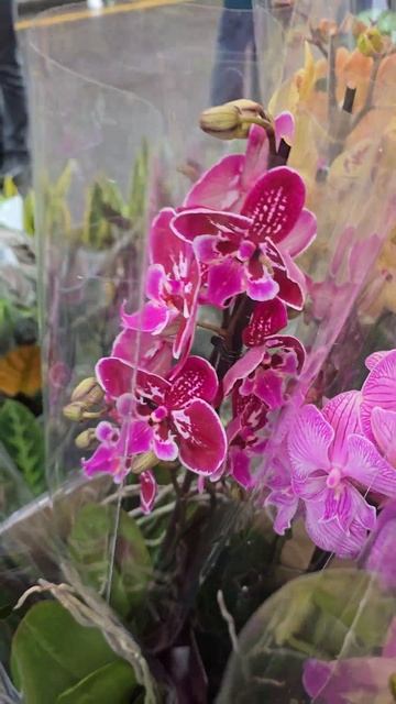 Лондон. Маркет цветов.  Орхидеи. Выбор. Покупка.London. Flower