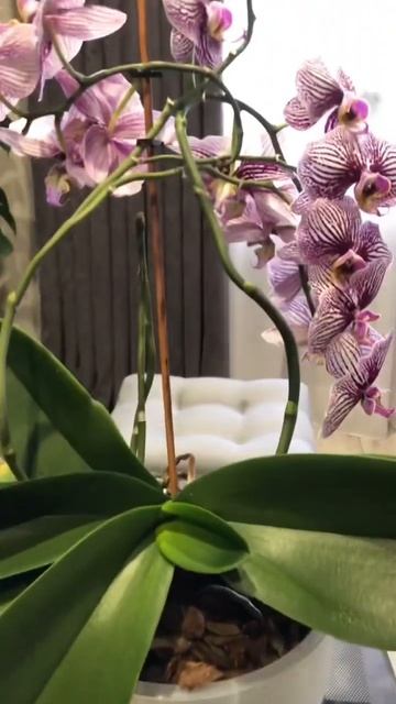 Орхидея Фаленопсис цветёт и дала третий цветонос! #ком