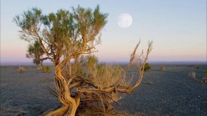 Амударья от Истока до Устья: Тайны, Флора и Фауна Велик