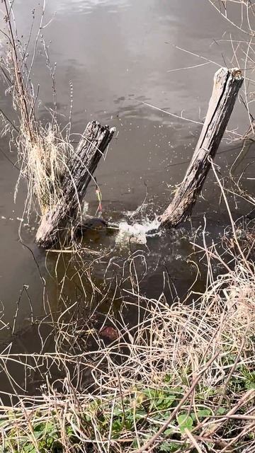 #ловим##fishing #рыбалка