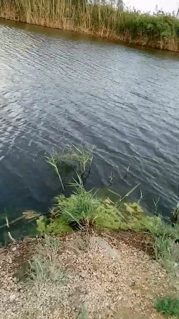 Петькина речка