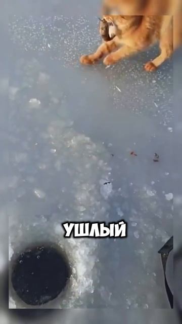 Котик поймал и рыбку и удочку🤣 #юмор #истории #новости смотреть онлайн