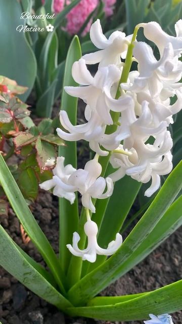 ✿ ВЕСЕННЯЯ КРАСОТА УТРОМ #flowers #homegardening #spring #springflowers #shor смотреть онлайн