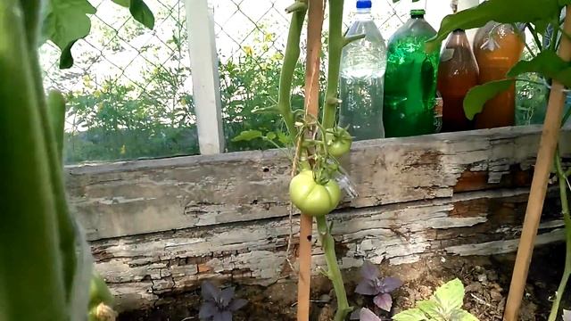 Моя теплица в июле. Север Бурятии. смотреть онлайн