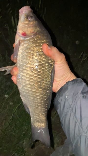 Крупный Карась на Херабуну. Ночная рыбалка. Летняя рыб смотреть онлайн