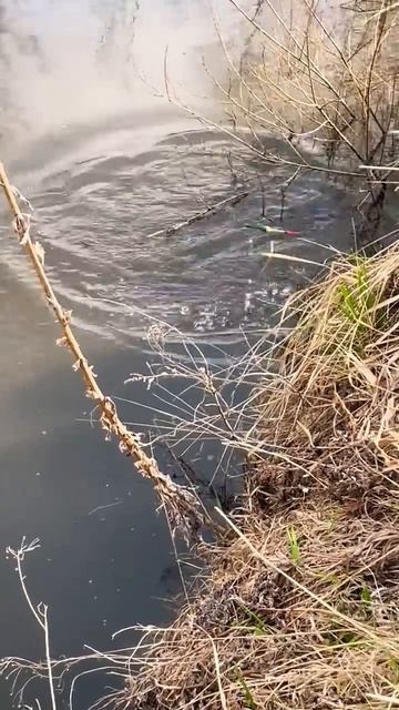 Карпик в самому березі 🎣#відкриттясезону#рибалка #фі? смотреть онлайн