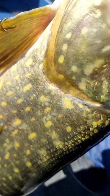 Первая щука сезона 2025🎣#рыбалкавсызрани #рыбалка #щук?