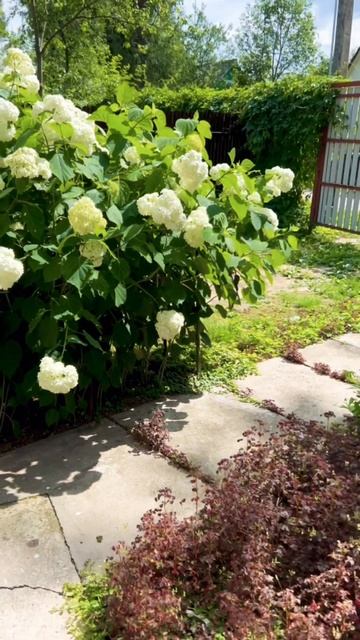 #гортензия #сад #цветы #лето #лето2024 #россия #🇷🇺