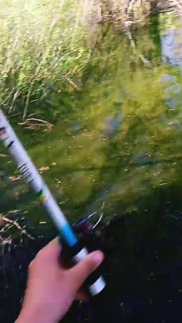 пришол по рыбачить #рыбалка #природа #fishing #озеро #лето #