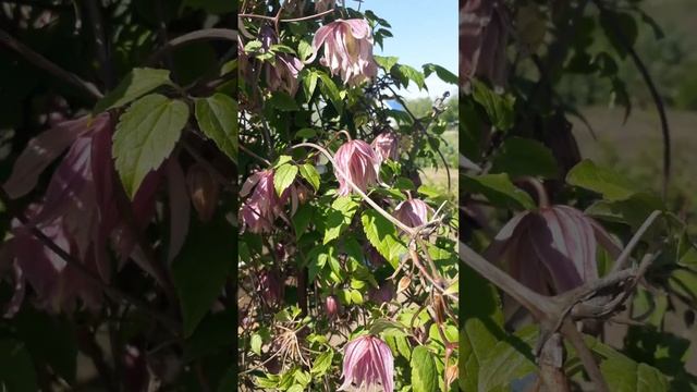 клематис пурпл дрим