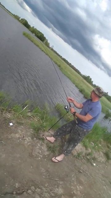 Прядчино!!! 2020 сазан на кукурузу, отошла от удочки