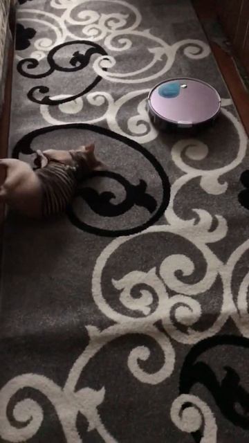 Лысый кот и пылесос. смотреть онлайн