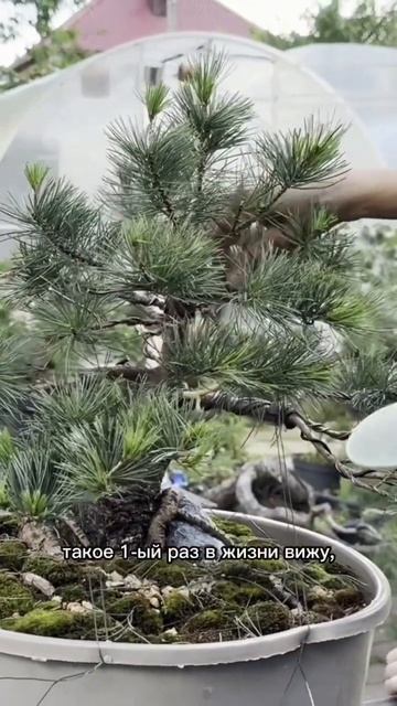 Формирование бонсай из сосны мелкоцветковой. Часть 3 смотреть онлайн