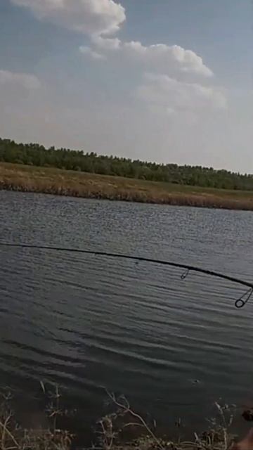 ДУМАЛ ЯЗЬ, А ЭТО ОКАЗАЛАСЬ ЩУКА😲 #fishing #рыбалка #щука #p смотреть онлайн
