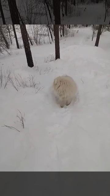 Самоед и зима. Что может быть лучше,чем снег？Много сне смотреть онлайн