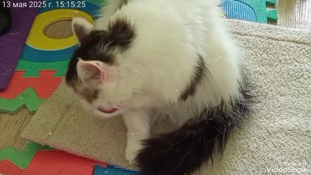 Мариуполь ⚓ МОИ ЛЮБИМКИ 🐈🐈🐈🥰 смотреть онлайн