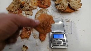 Какой вес разных шляпок мухомора? Смотри видео о микро