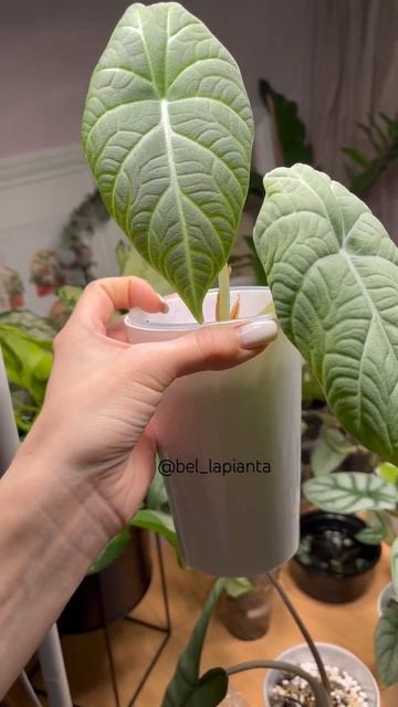 #комнатныерастения #alocasia #алоказия #фитильныйполив смотреть онлайн