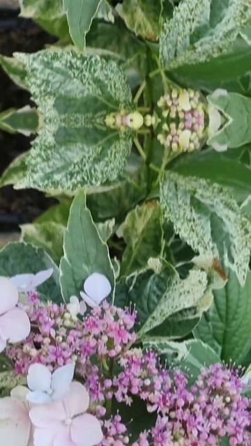 Гортензия крупнолистная Вариегата «Variegata» #гортензия смотреть онлайн
