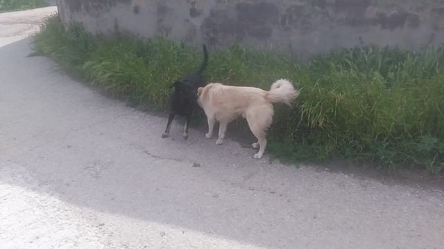 Пёс 1-5 сезон 05 серия - знакомство