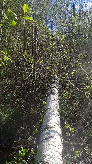 Листочки на спиленных березах смотреть онлайн