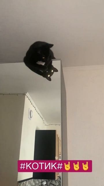 Мышь#смешныеживотные #джексон #кот #смешныемоменты #лю