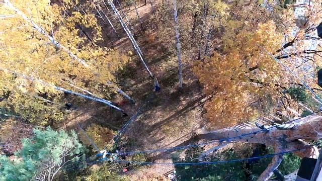 Say A A A! Дерево 15 октября 2022г 6