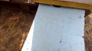 результат  обработки пчел спреем амитраза, клещ до сих