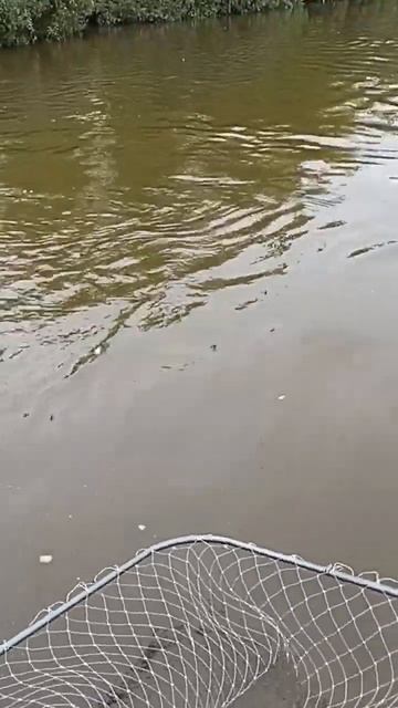 Рыбалка на Десне на щуку #троллинг #fishing смотреть онлайн