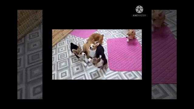 Корги Ива.Ловите ещё один клипчик от меня .Клип - Я не хочу туда!!!!!!!!!!!! смотреть онлайн