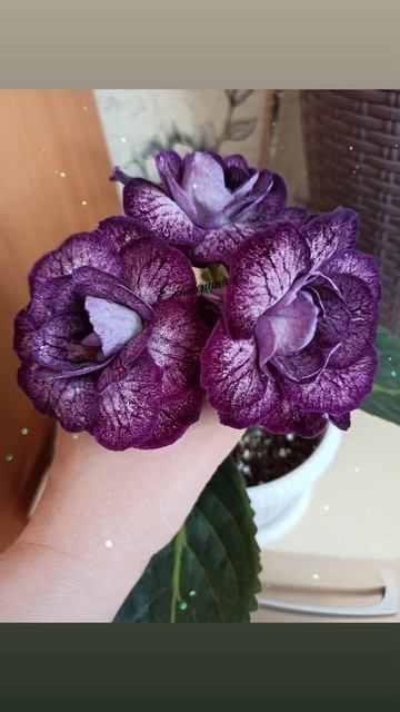 Глоксиния САТ Королевская ночь. 💜💜💜💜💜💜 смотреть онлайн